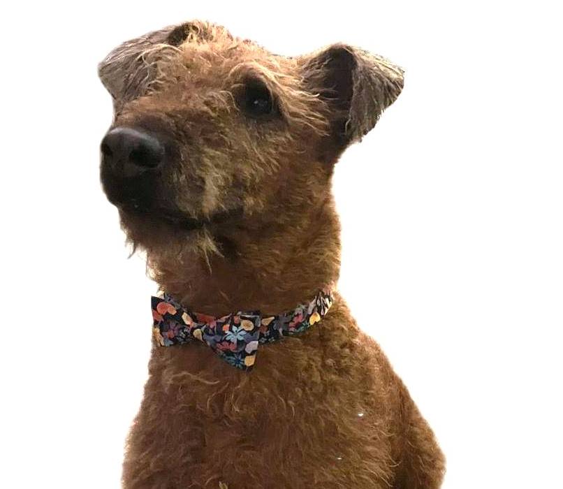 Liberty Dog Bow Modeled - Copy