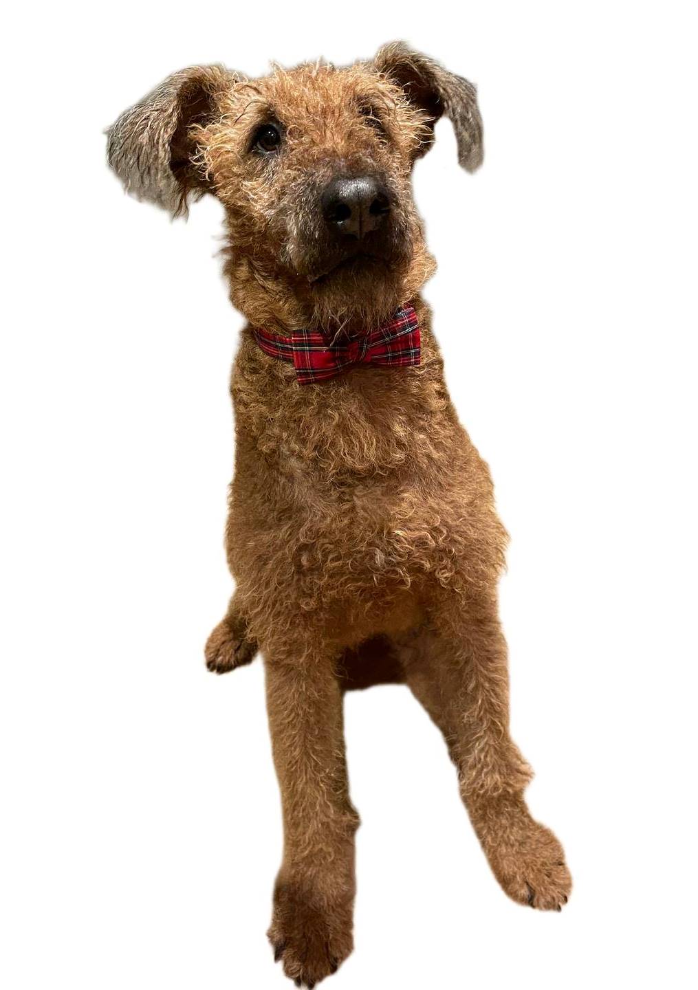 Tartan Dog Bow Modeled